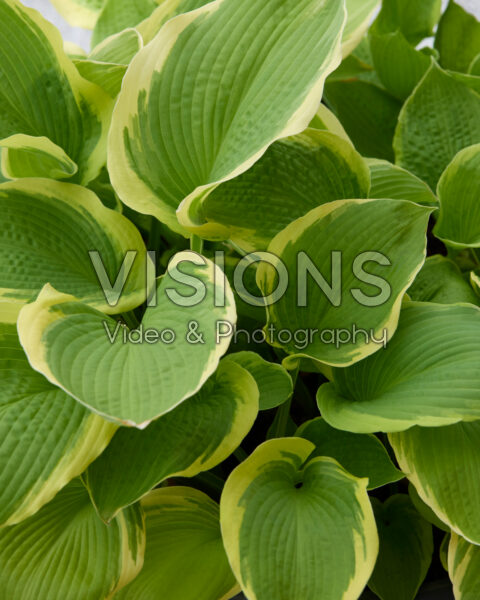 Hosta Sunshine Glory Hosta Sunshine Glory
