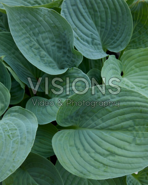 Hosta Blue Hawaii