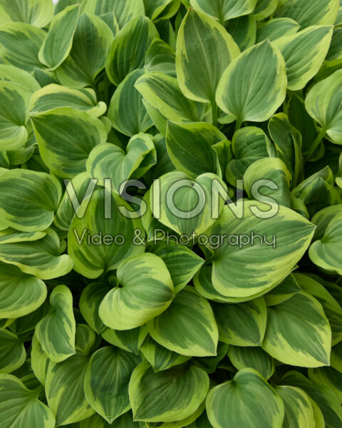 Hosta Golden Tiara