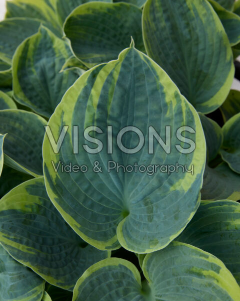 Hosta Sugar Daddy