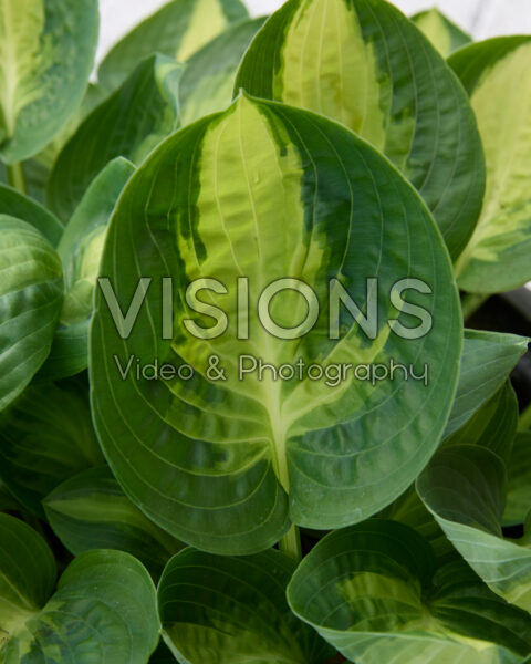 Hosta Warwick Comet Hosta Warwick Comet