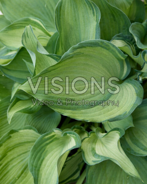 Hosta Guardian Angel Hosta Guardian Angel