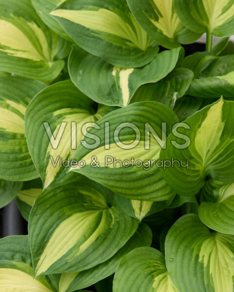 Hosta Lakeside Meter Maid