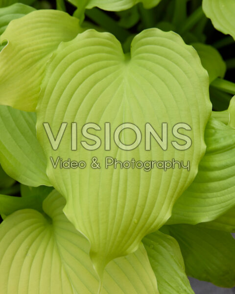 Hosta Dancing Queen Hosta Dancing Queen
