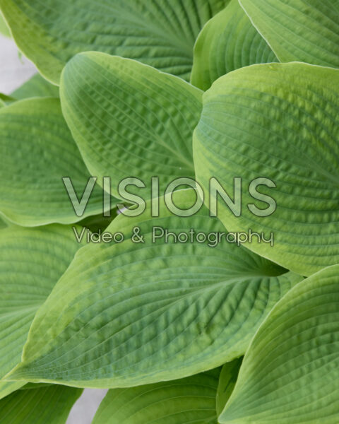 Hosta Climax