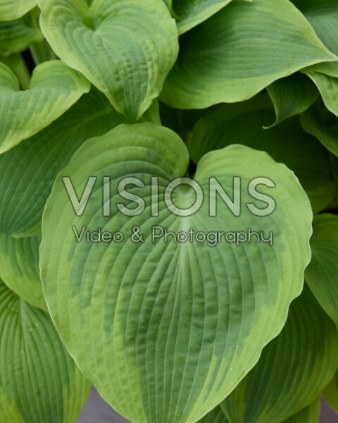 Hosta Climax