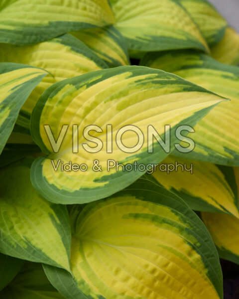 Hosta Forbidden Fruit Hosta Forbidden Fruit