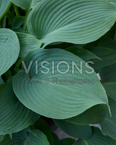 Hosta Blue Angel