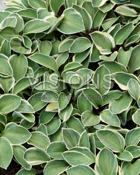 Hosta Funny Mouse