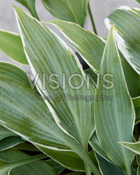 Hosta Venetian Skies