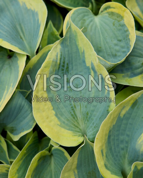 Hosta Tootie Mae