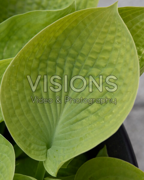 Hosta Abiqua Drinking Gourd