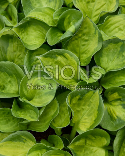 Hosta Sunset Grooves