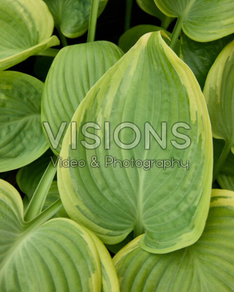 Hosta American Halo