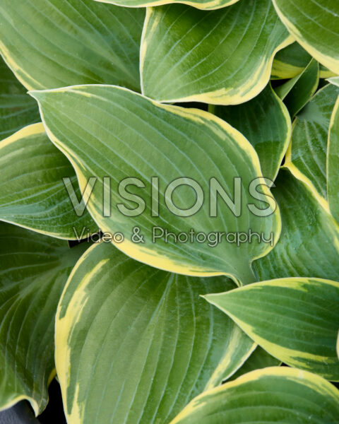 Hosta First Frost