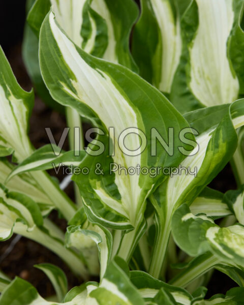 Hosta Allegan Fog