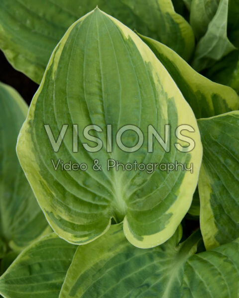 Hosta Snowcap