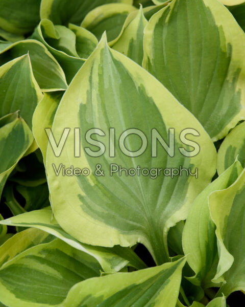 Hosta Pelgrim