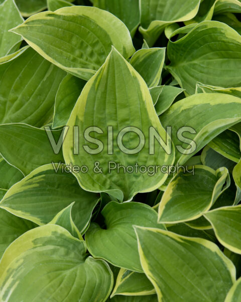 Hosta Wide Brim