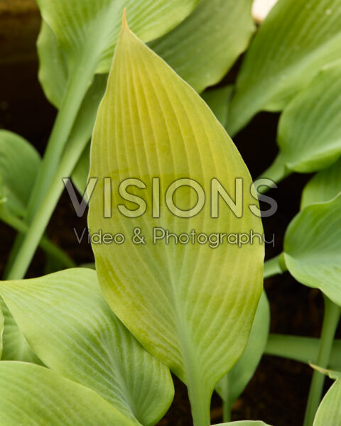 Hosta Flemish Gold