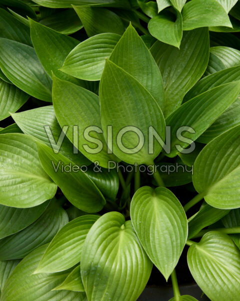 Hosta Devon Green Hosta Devon Green