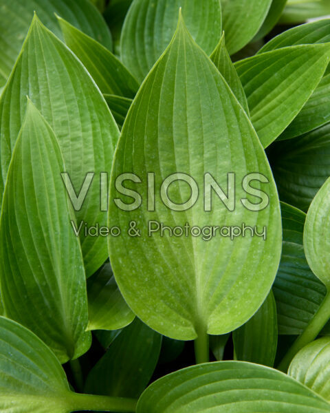 Hosta Devon Green