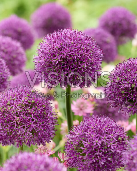 Allium Gladiator Sensation