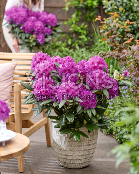 Rhododendron Hercules Rhododendron Hercules