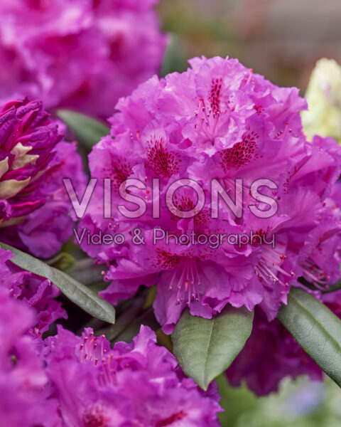 Rhododendron Hercules Rhododendron Hercules