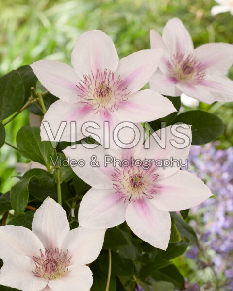 Clematis