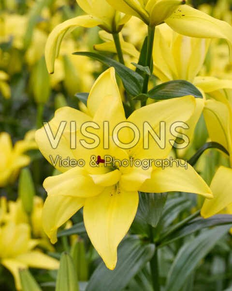 Lilium Butterfly Lemon