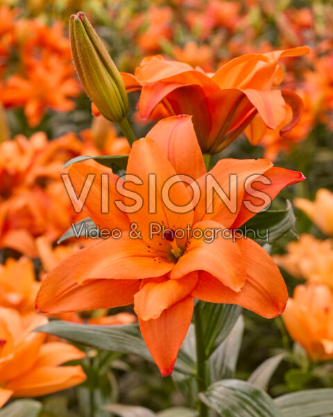 Lilium Butterfly Stella Lilium Butterfly Stella