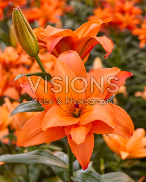 Lilium Butterfly Stella Lilium Butterfly Stella