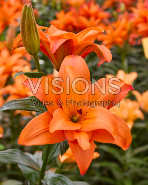 Lilium Butterfly Stella