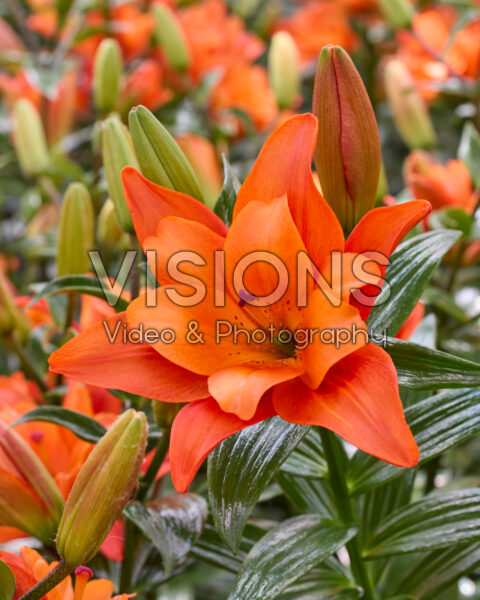 Lilium Butterfly Tropic