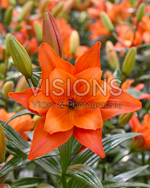 Lilium Butterfly Tropic