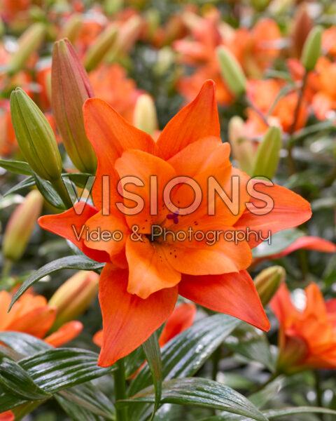 Lilium Butterfly Tropic