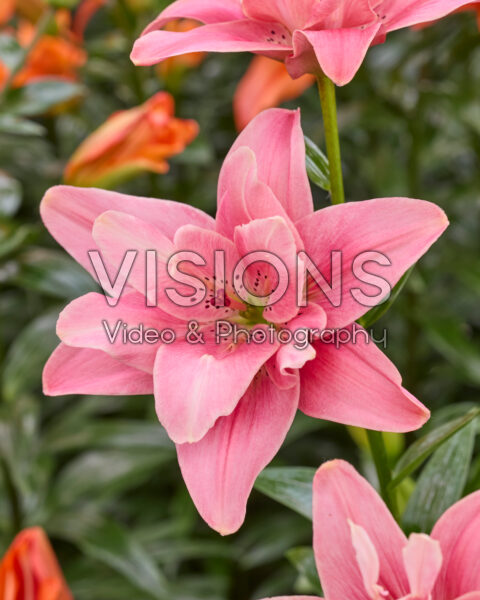 Lilium Butterfly