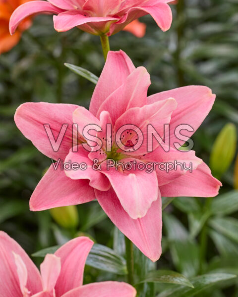 Lilium Butterfly