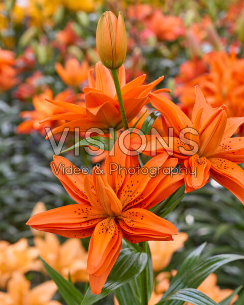 Lilium 2021 0004