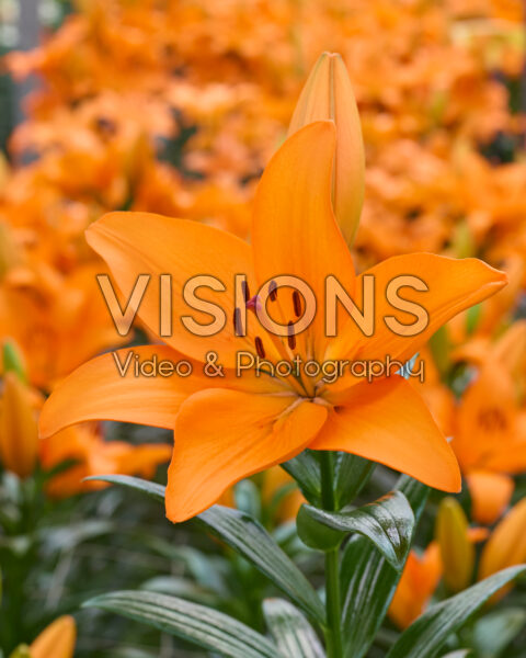 Lilium Denver