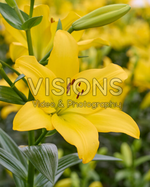 Lilium Nashville