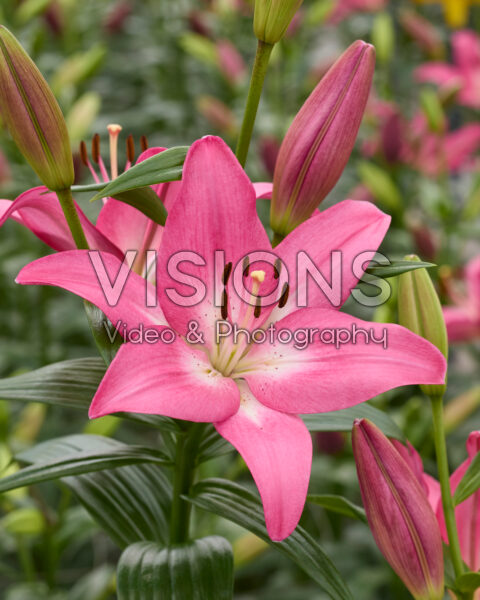 Lilium Arbatax