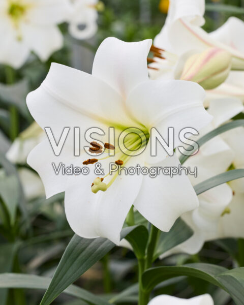 Lilium White Triumphator