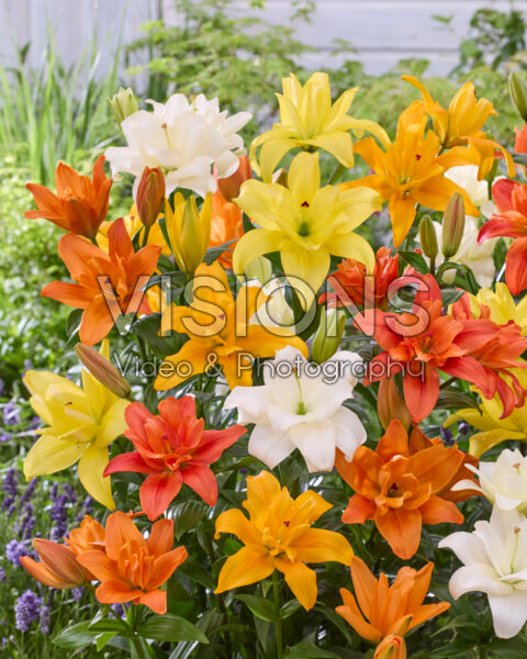 Lilium dubbele LA hybriden mix Lilium dubbele LA hybriden mix