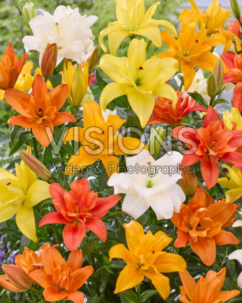 Lilium double LA hybrids mix