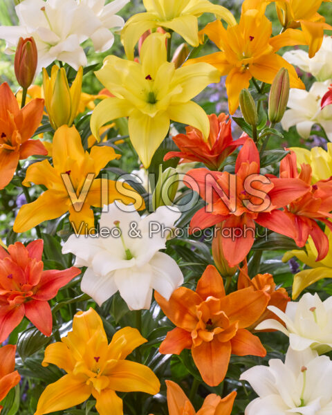 Lilium double LA hybrids mix