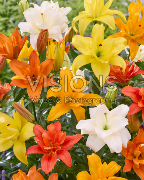 Lilium dubbele LA hybriden mix Lilium dubbele LA hybriden mix