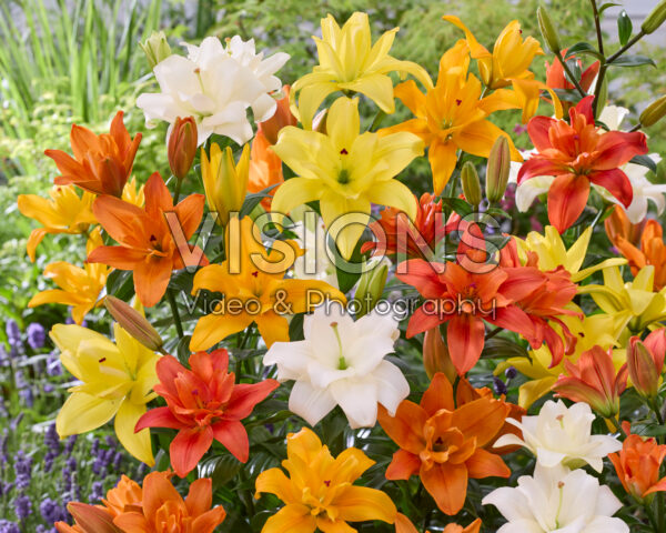 Lilium dubbele LA hybriden mix Lilium dubbele LA hybriden mix