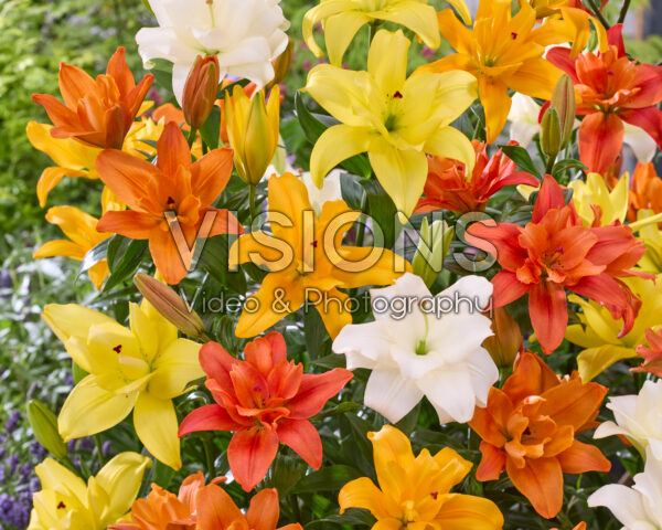 Lilium dubbele LA hybriden mix